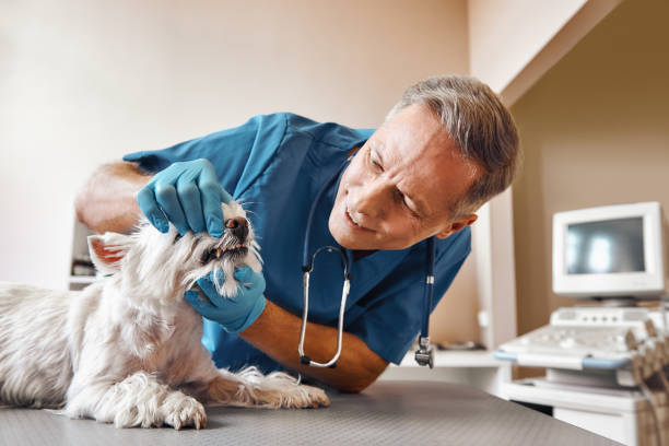 Best 24-Hour Emergency Dental Care in Temple, TX
